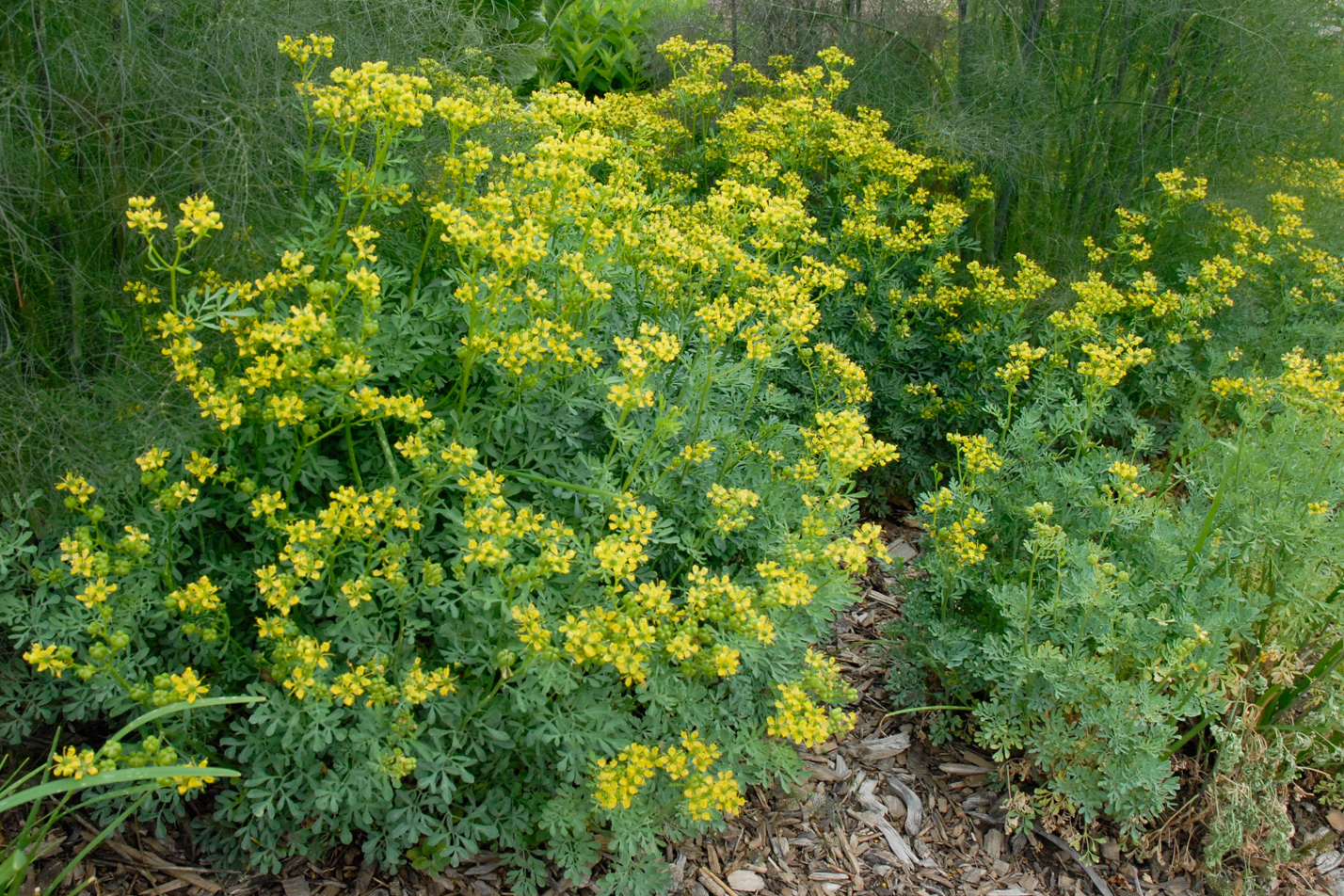 Common Rue